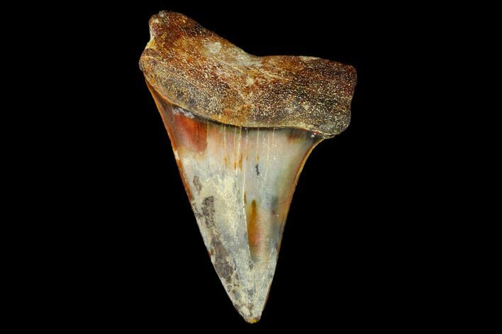 Colorful Mako/White Shark Tooth Fossil - Sharktooth Hill, CA #122704